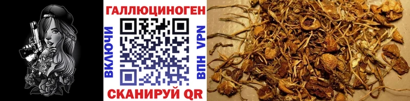 закладка  Талдом  Псилоцибиновые грибы Psilocybe 